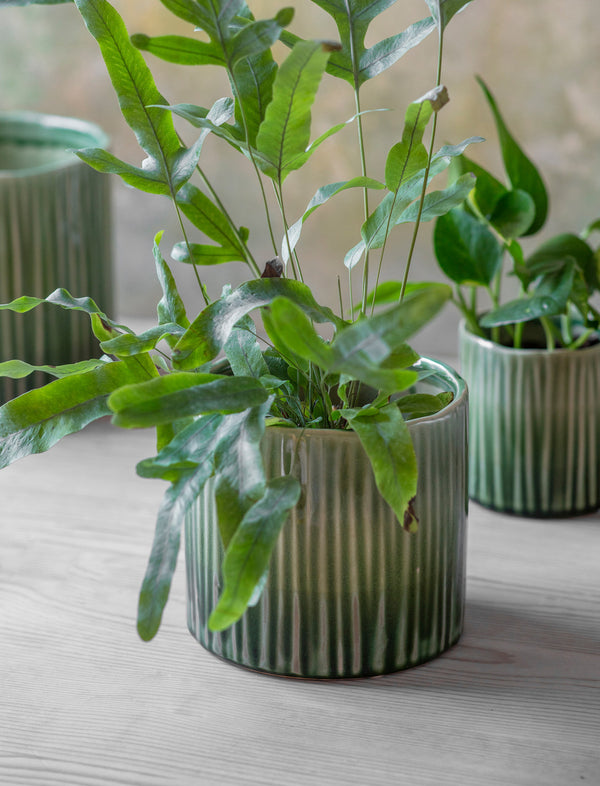 Why you need house plants in your home