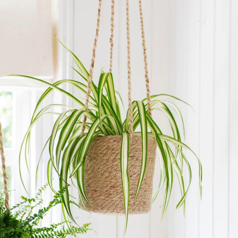 SMALL HANGING PLANTER